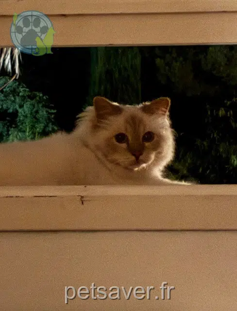 chat reunited 13960 Sausset-les-Pins Patapon