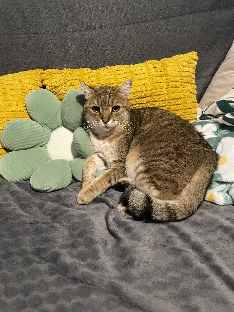 chat reunited   13860 Peyrolles-en-Provence Pitch