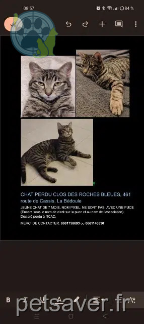 chat reunited   13830 Roquefort-la-Bédoule Pixel