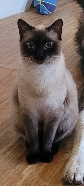 chat reunited   13930 Aureille Poupoune