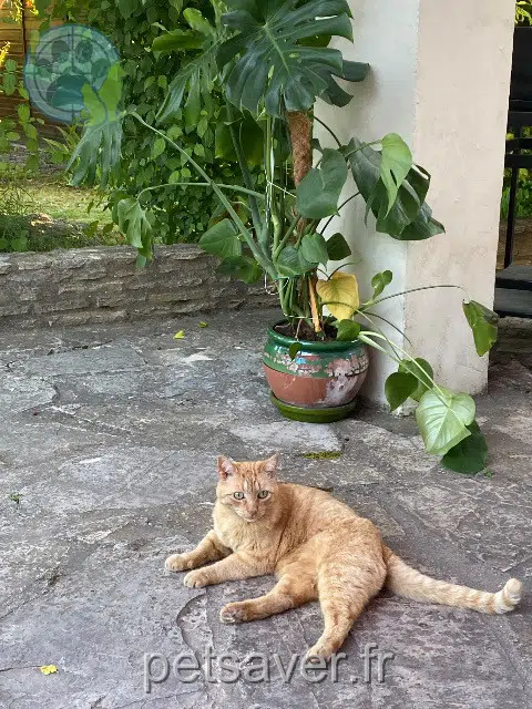 chat reunited   13320 Bouc-Bel-Air Safran