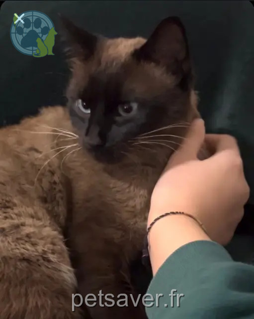 kater teruggevonden 13700 Marignane Simba kater reunited 13700 Marignane Simba