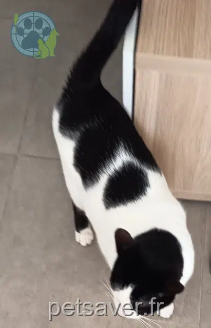 chat reunited   13220 Châteauneuf-les-Martigues Sparrow