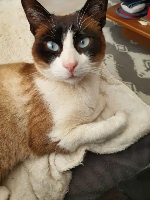 chat reunited   13109 Simiane-Collongue Sunny