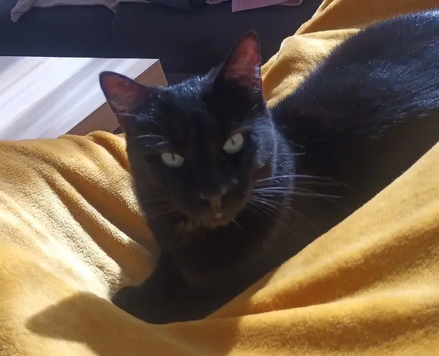 chat reunited   13190 Allauch SUSHI