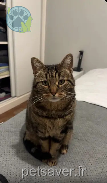 gato reunited   13700 Marignane Tchyco