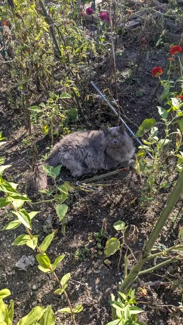 chat reunited   13320 Bouc-Bel-Air Tourbillon