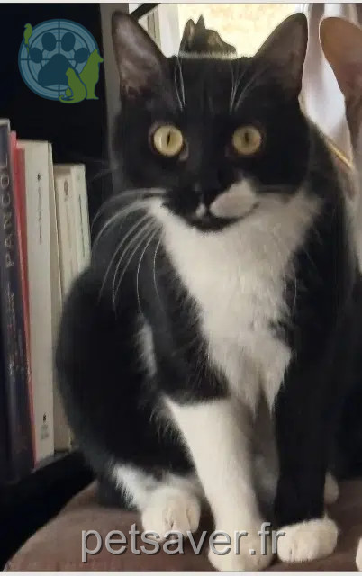 chat reunited 13400 Aubagne Zianut
