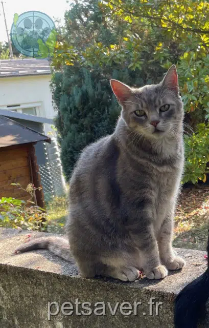 gatto reunited 14000 Caen Milo
