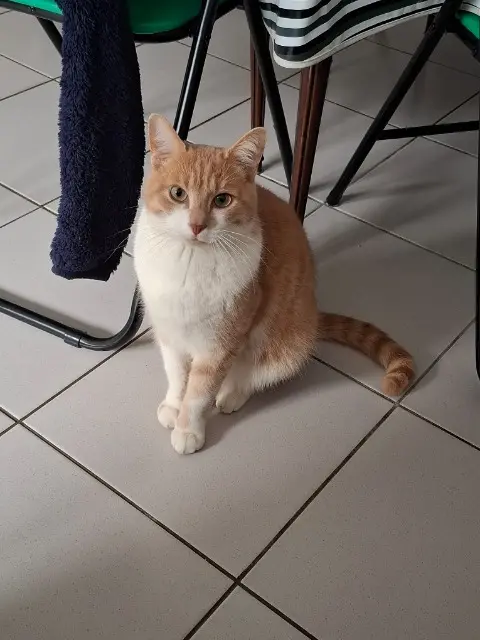 cat reunited   14000 Caen Twix