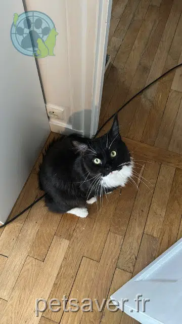 chat reunited   14000 Caen Wilson