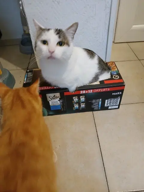 chat reunited   14000 Caen Yummi