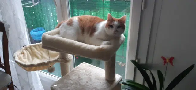 chat reunited   14200 Hérouville-Saint-Clair Caramel