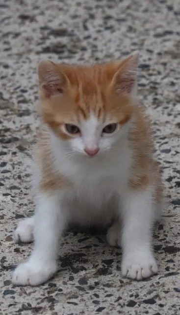 chat reunited   14610 Colomby-Anguerny Guizmo