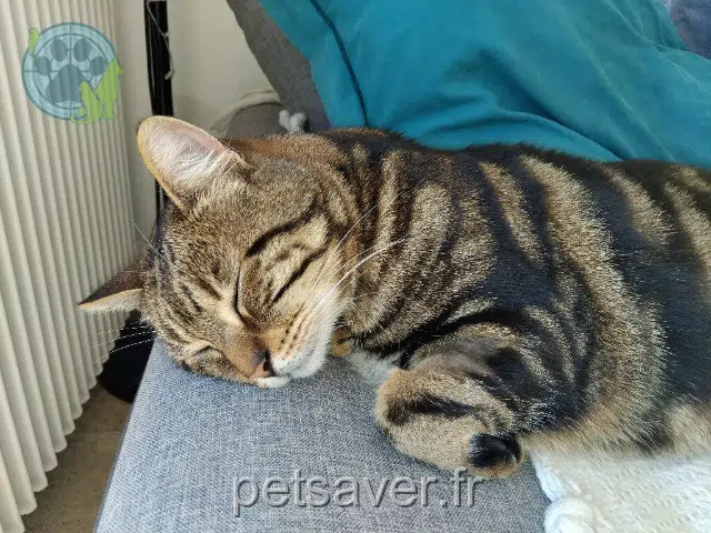 chat reunited Condé-en-Normandie Mowgli