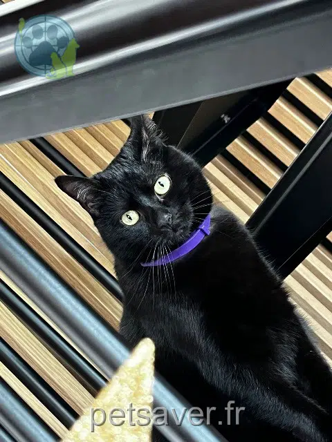 chat reunited 14160 Dives-sur-Mer Cooper