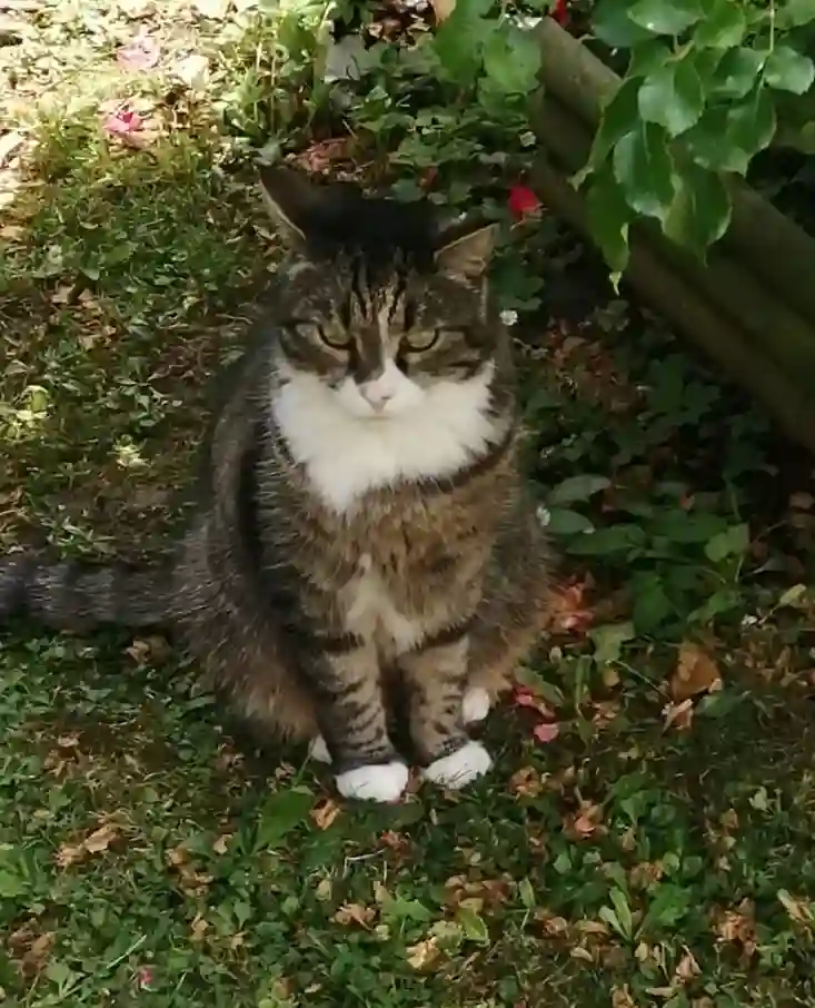 Chat Trouvé 14 Calvados - Dexter Chat Trouvé 14 Calvados - Dexter