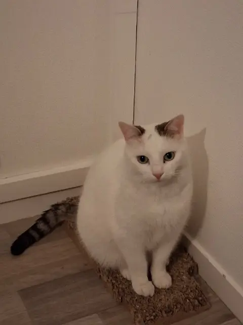 chat reunited   14123 Cormelles-le-Royal FLOCON