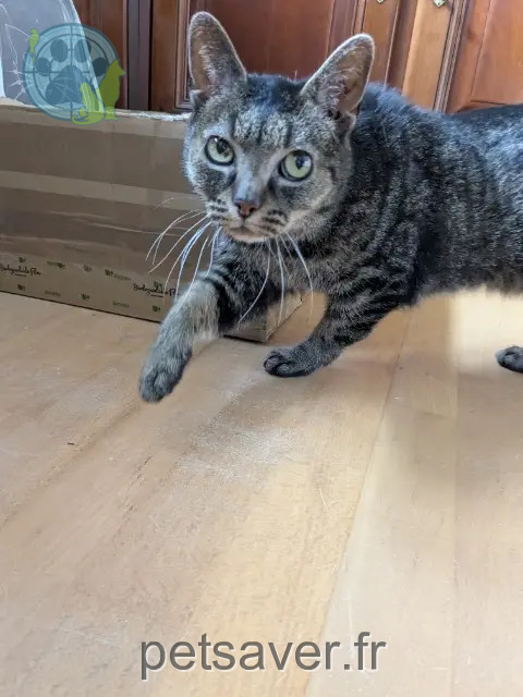 chat reunited 14810 Merville-Franceville-Plage Glücklich/Paulin