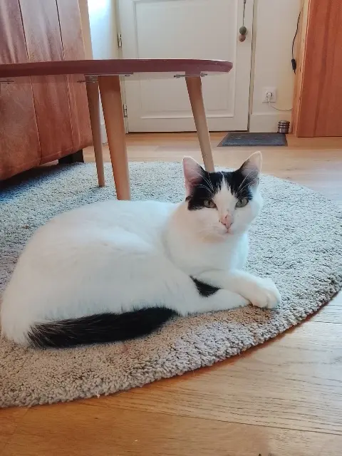 chat reunited   14610 Épron Juno