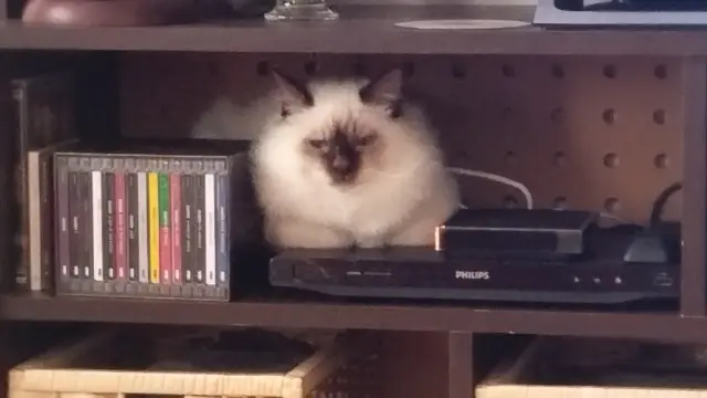 chat reunited   14540 Le Castelet Uno dit FILOU