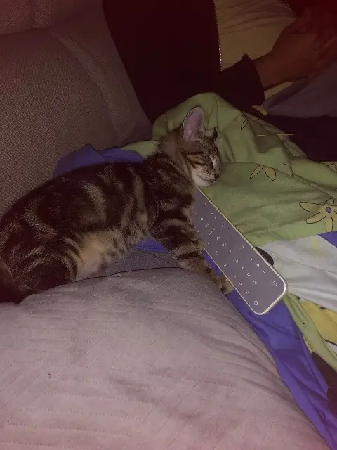 chat reunited   14120 Mondeville Livai