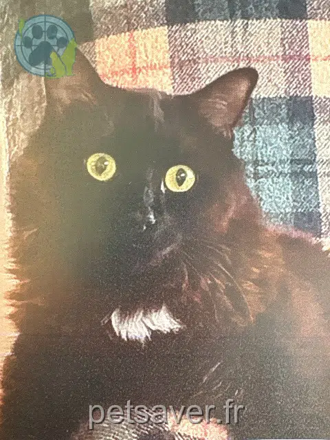 chat reunited 14150 Ouistreham Milo