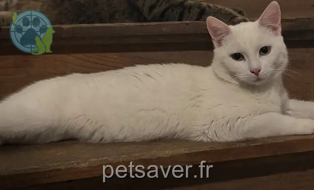 chat reunited 14370 Argences Moon