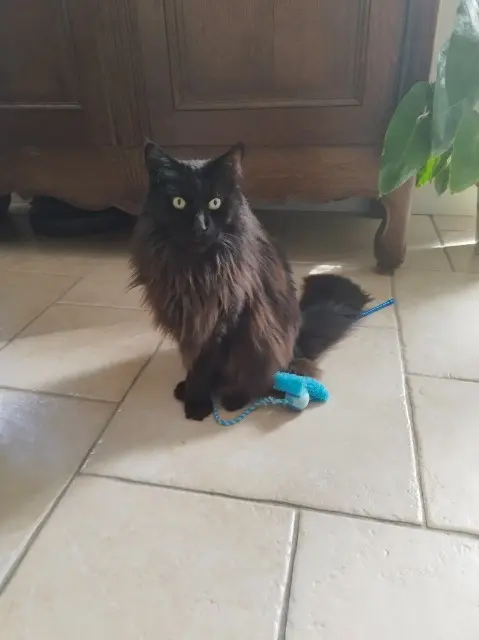 chat reunited   14790 Fontaine-Étoupefour Nepal