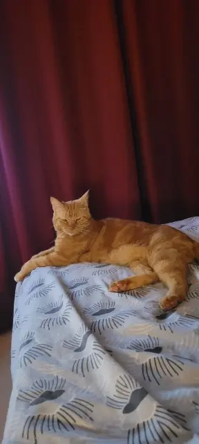 chat reunited   14880 Colleville-Montgomery Noisette