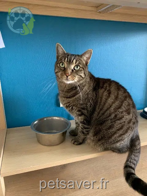 gato reunited 14740 Rosel Oslo