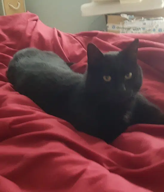 chat reunited   14630 Frénouville Pepsi