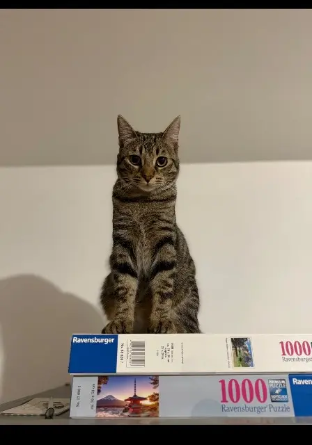 chat reunited   14120 Mondeville Samba