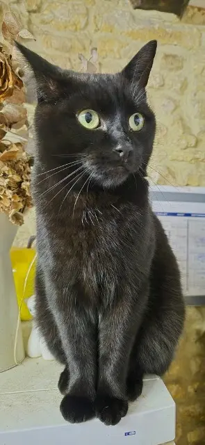 chat reunited   14190 Fontaine-le-Pin SIRIUS