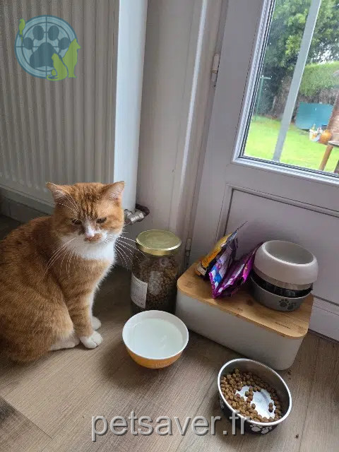 gatto reunited   14550 Blainville-sur-Orne Smith