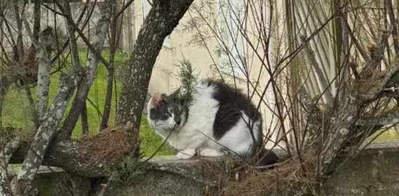 chat reunited   14114 Ver-sur-Mer Snap