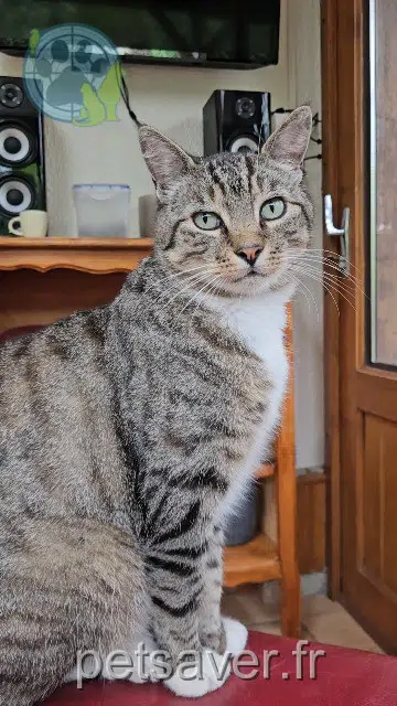 chat reunited   14790 Verson Spidy