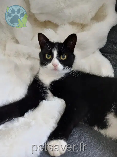 chat reunited   14220 Thury-Harcourt-le-Hom Rodin