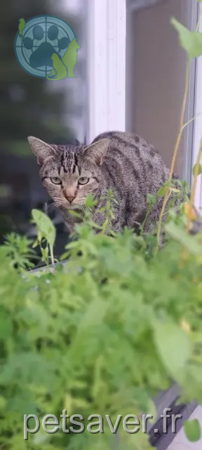 chat reunited   14160 Dives-sur-Mer Ti Minou