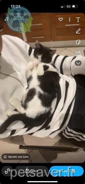 gato reunited 14100 Glos Volt