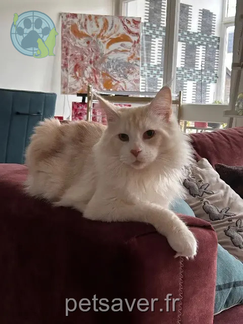 gatto reunited 14123 Ifs Zack