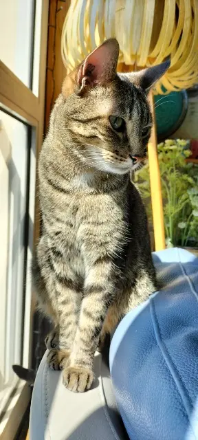 chat reunited   15240 Bassignac Mowgli