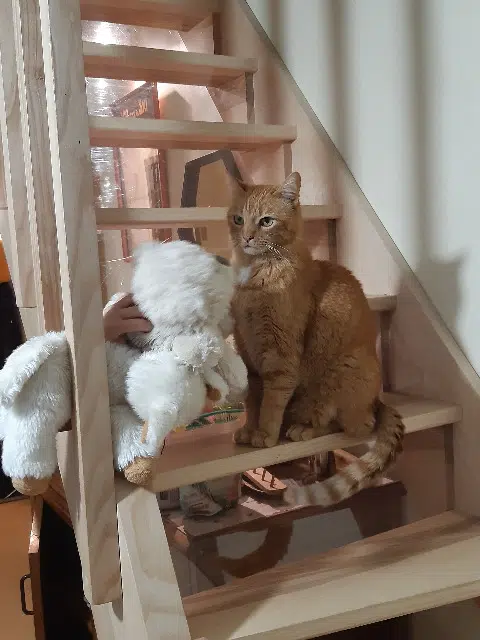 chat reunited   15300 Laveissière Rocky