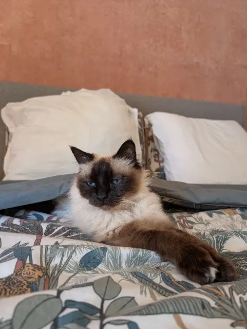 chat reunited   15210 Madic Titou