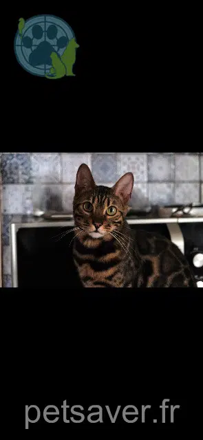 chat reunited   15140 Saint-Projet-de-Salers Ziggy