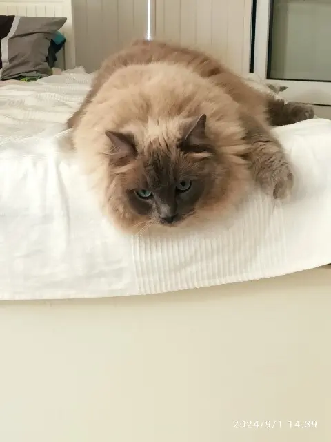 chat reunited   16110 Agris SIRIUS
