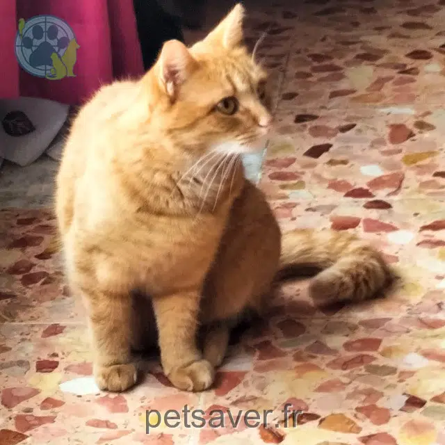 chat reunited 16300 Barbezieux-Saint-Hilaire Chipie