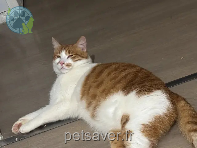 gato reunited   16300 Barbezieux-Saint-Hilaire Prince