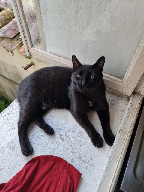 chat reunited   16100 Boutiers-Saint-Trojan Jaspe