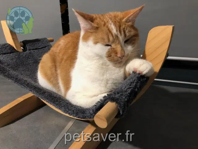 chat reunited   16710 Saint-Yrieix-sur-Charente Chipper